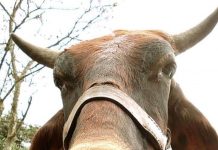 ALIANÇA pelo BRASIL