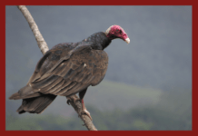 Estórias do Arco da Velha >Por Mouzar Benedito